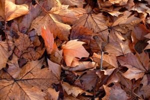 Fall Leaves on Ground